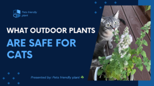 what outdoor plants are safe for cats