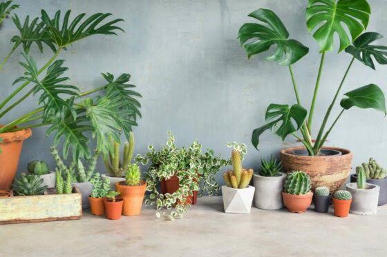 air purifying plants