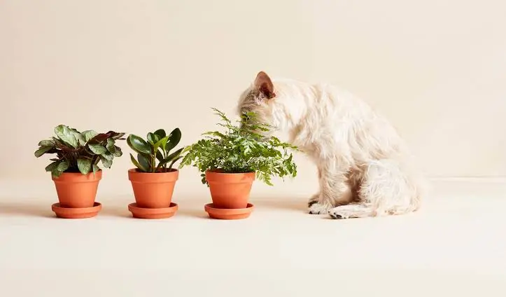 What to Do If Your Dog Eats a Mandevilla