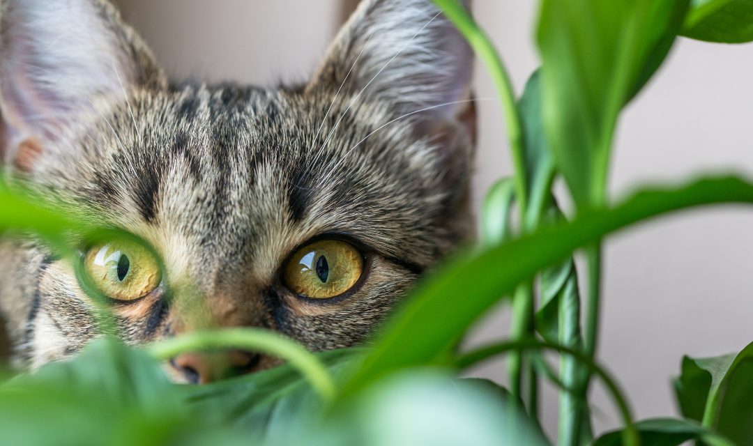 Cat friendly air purifying plants