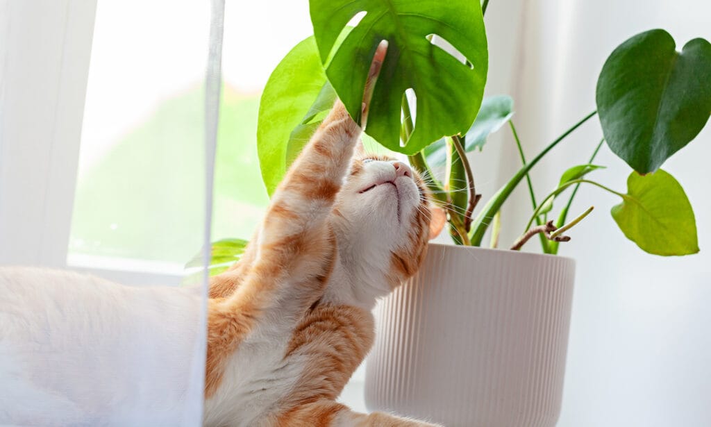 Tips for Keeping Both Your Cats and Plants Safe