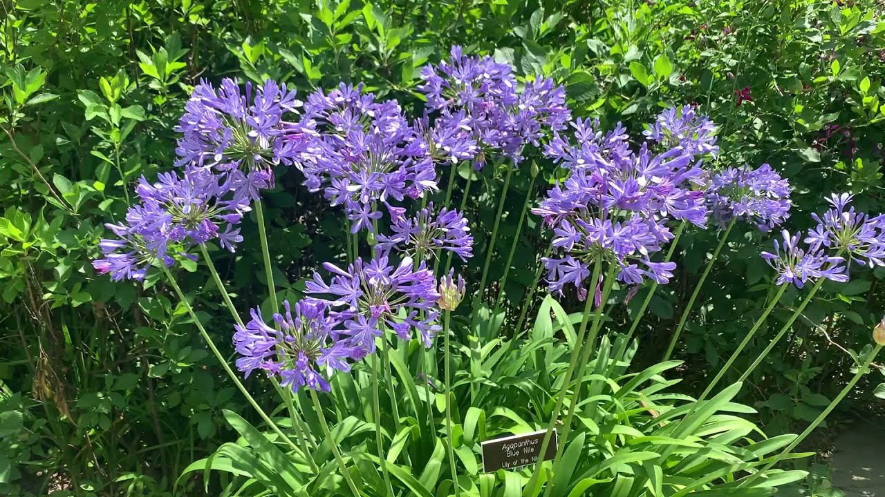 Blue Peter Pan Agapanthus: Growing in Containers