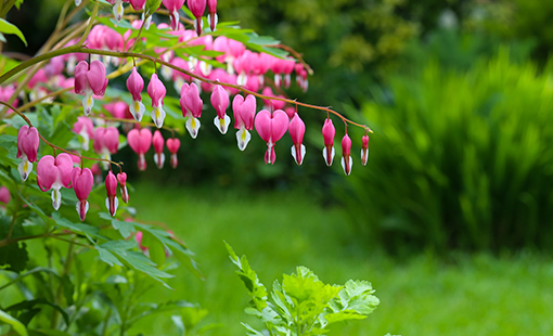 How to Keep Your Dog Safe From Bleeding Hearts