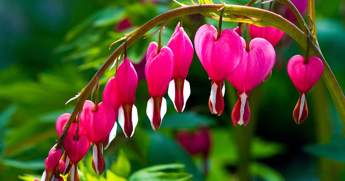 Symptoms of Bleeding Heart Poisoning in Dogs