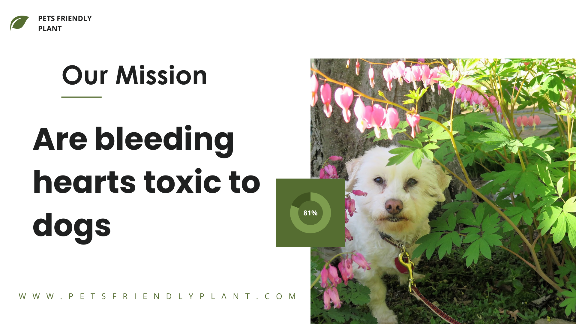 Are bleeding hearts toxic to dogs