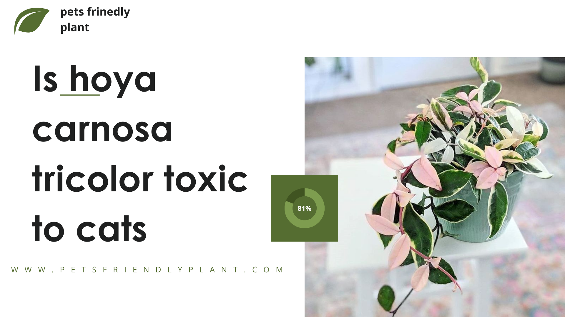 Is hoya carnosa tricolor toxic to cats​