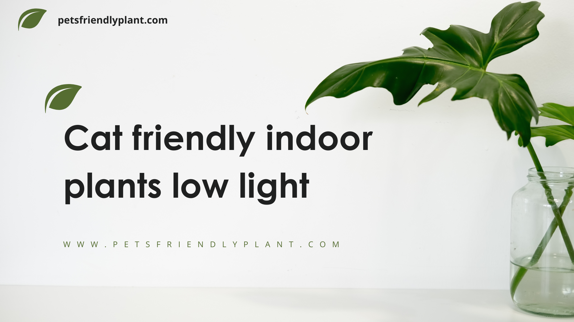 Cat friendly indoor plants low light