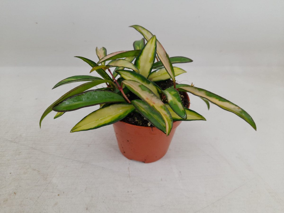 Possibilities that Cats are at Risk of Consuming Hoya Carnosa Tricolor