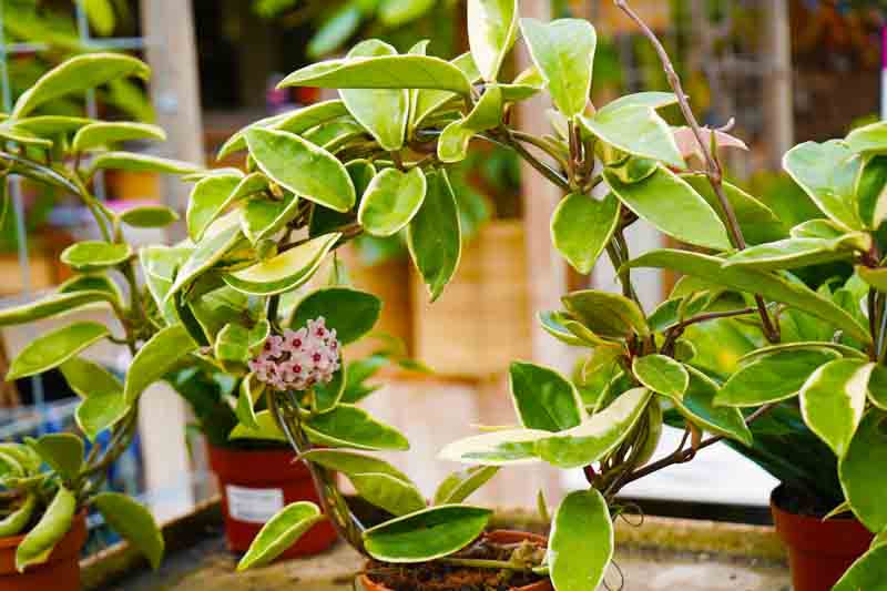 How to Protect Your Cat from Hoya Carnosa Tricolor Plant