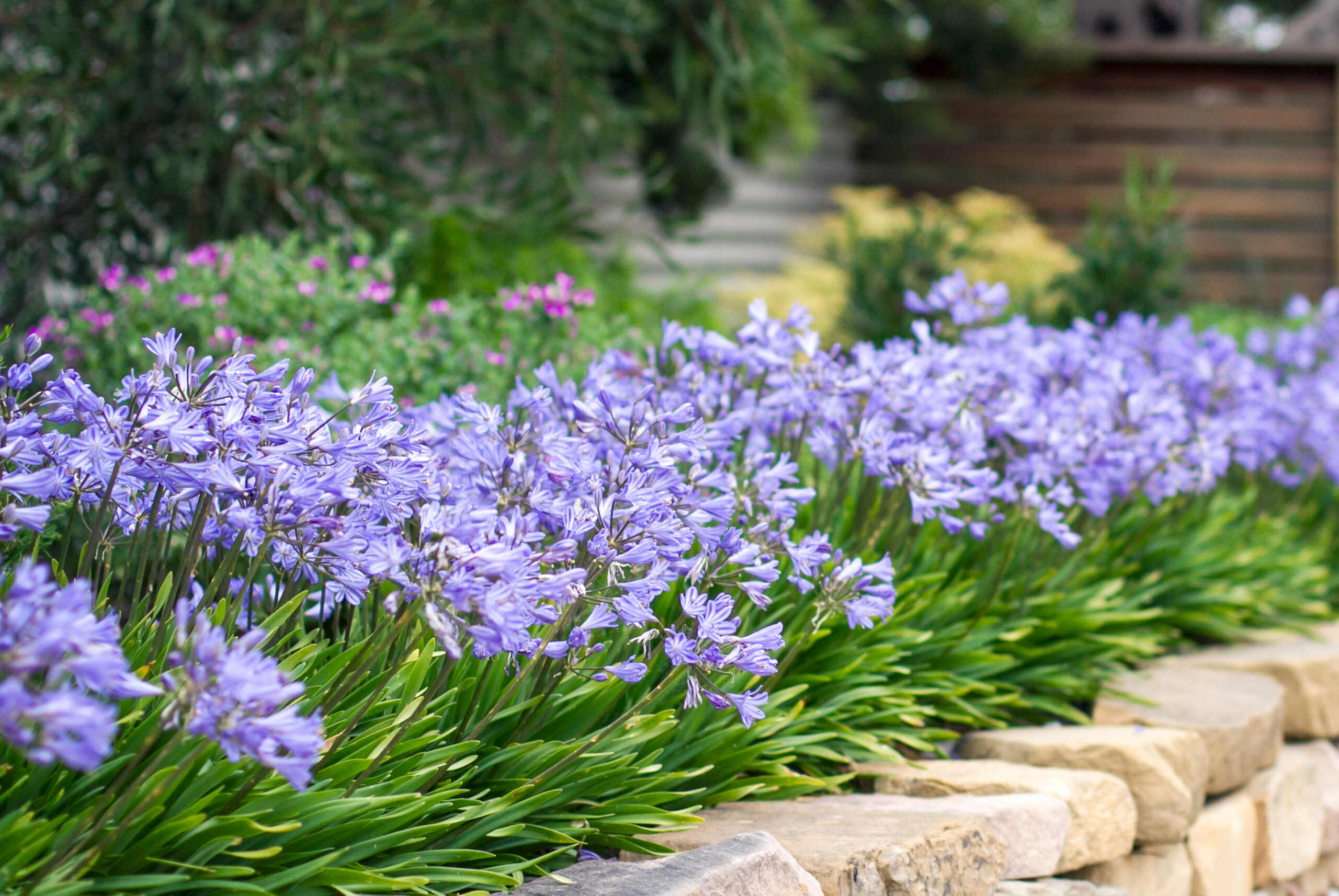 Planting Blue Peter Pan Agapanthus