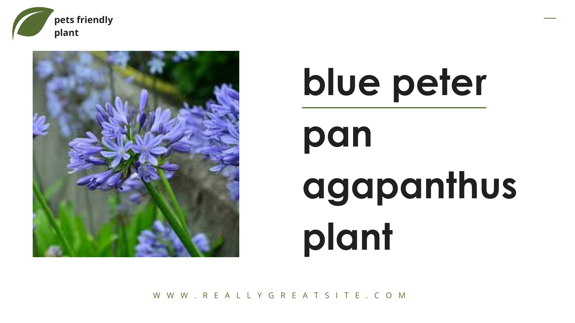 Blue peter pan agapanthus plant​ for pet