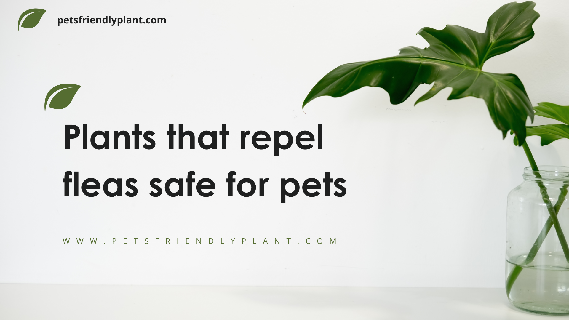 Plants that repel fleas dog and cat for pets