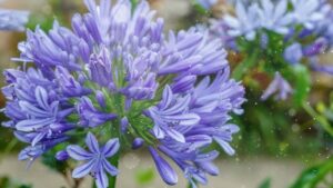 Blue peter pan agapanthus plant​