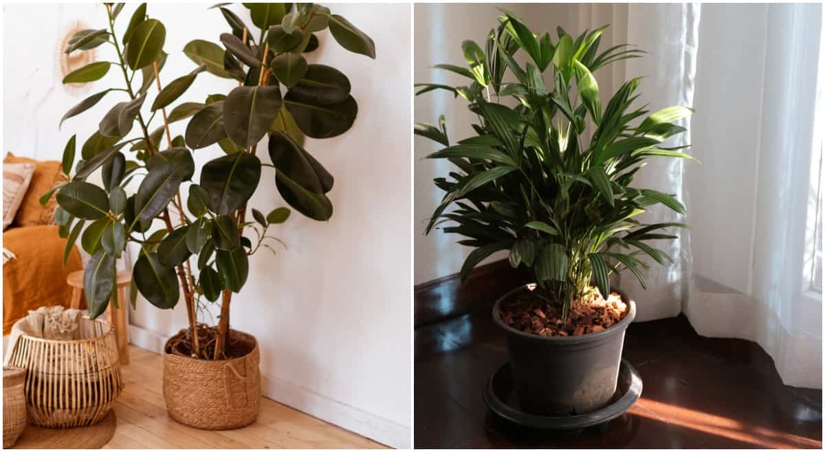 Benefits of Having Low Light Indoor Trees