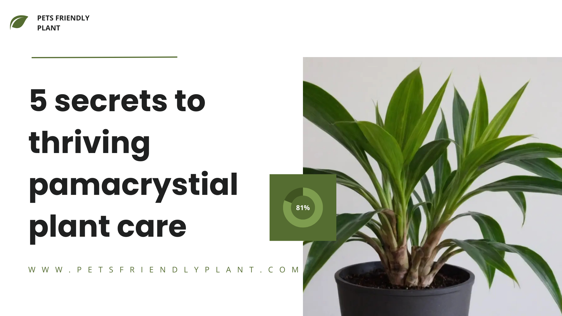 5 secrets to thriving pamacrystial plant care