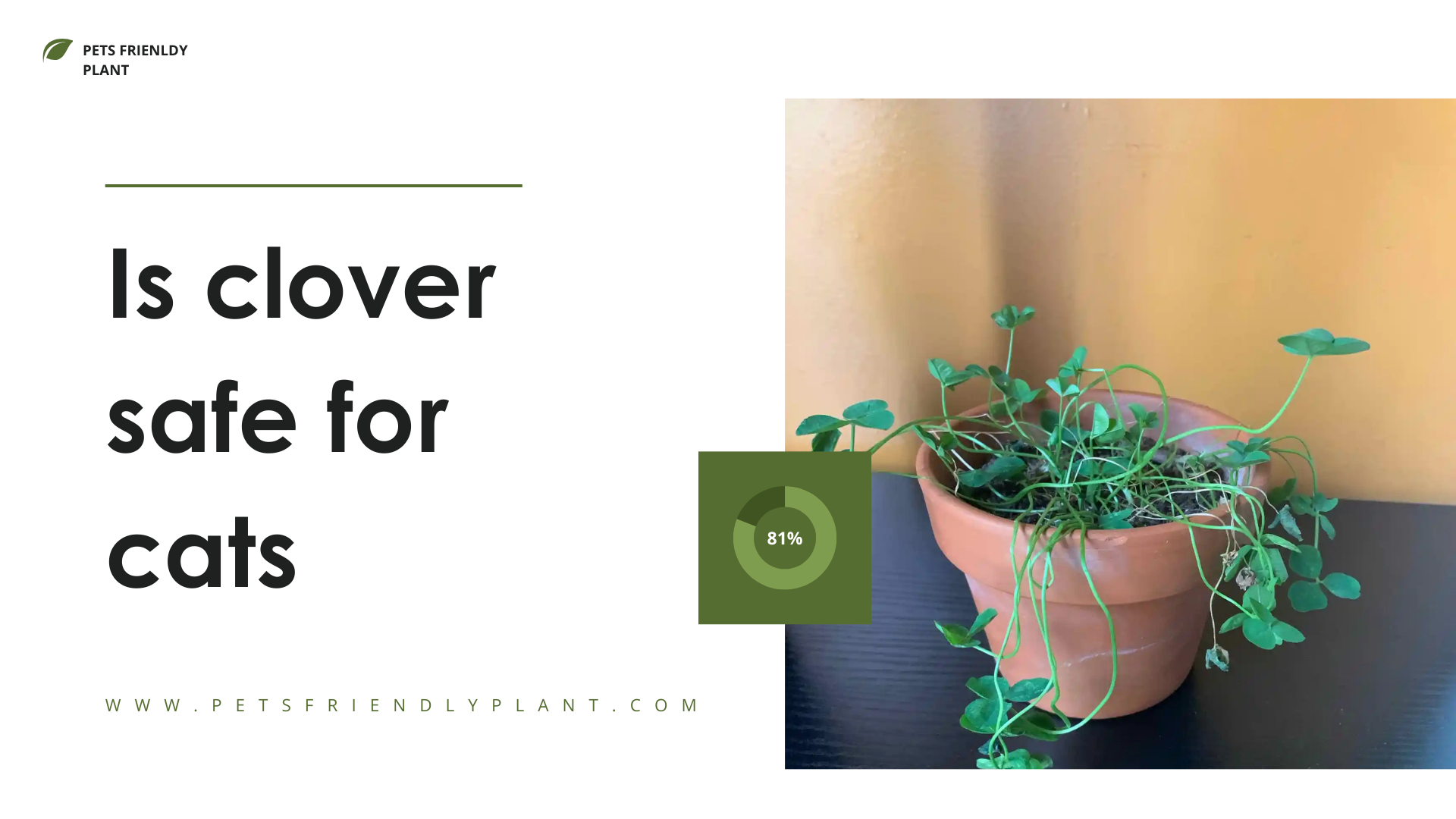 Is clover safe for cats
