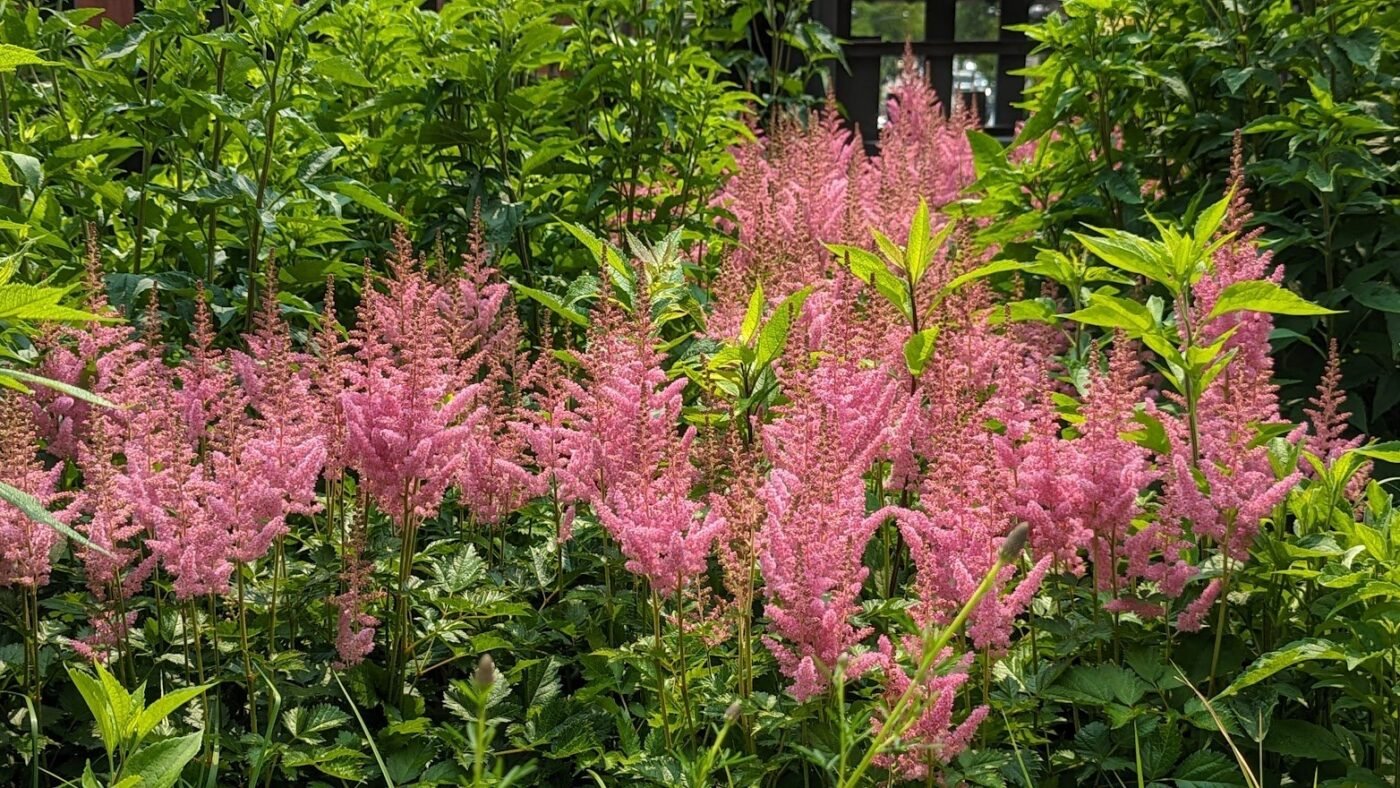 Are astilbe poisonous to dogs
