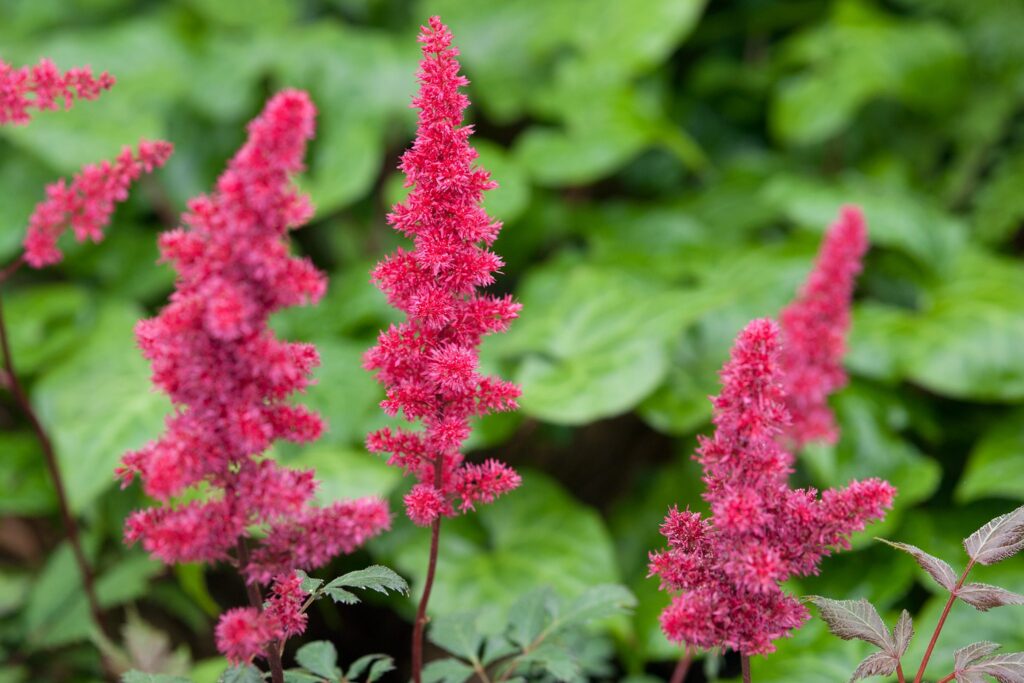 astilbe poisonous to dogs
