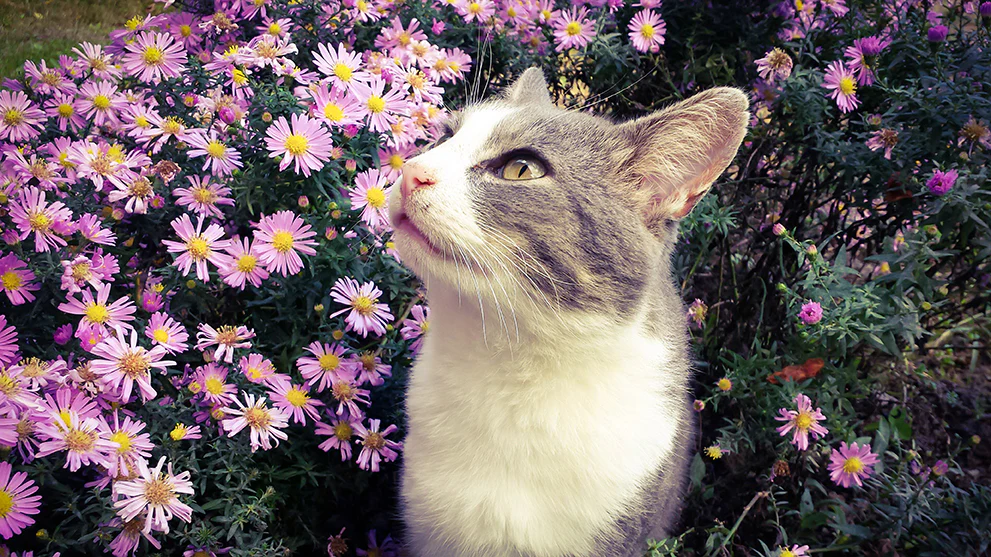 What to Do if Your Cat Eats Calibrachoa