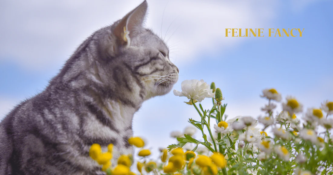 Calibrachoa toxic to cats