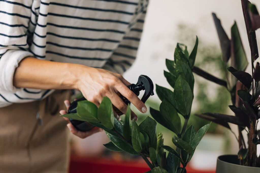 secrets to thriving pamacrystial plant care