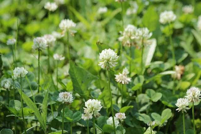 Benefits of Clover for Cats
